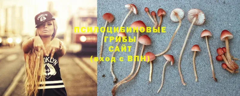 Псилоцибиновые грибы Psilocybine cubensis Невельск